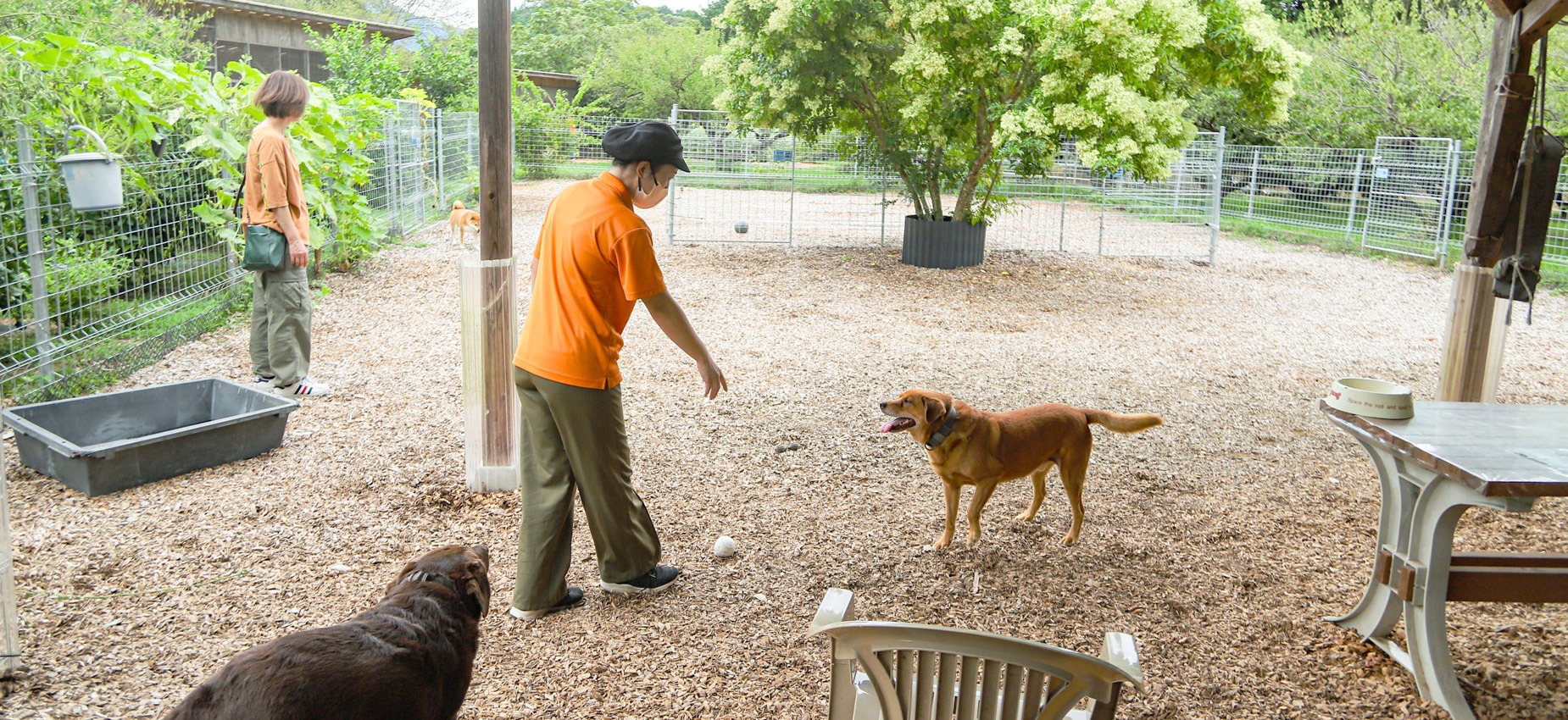 写真：ドッグラン施設の様子。スタッフ2名と犬2匹がいる。画面中ほどにフェンスが設置されている。手前の画面端にテーブル席が見える