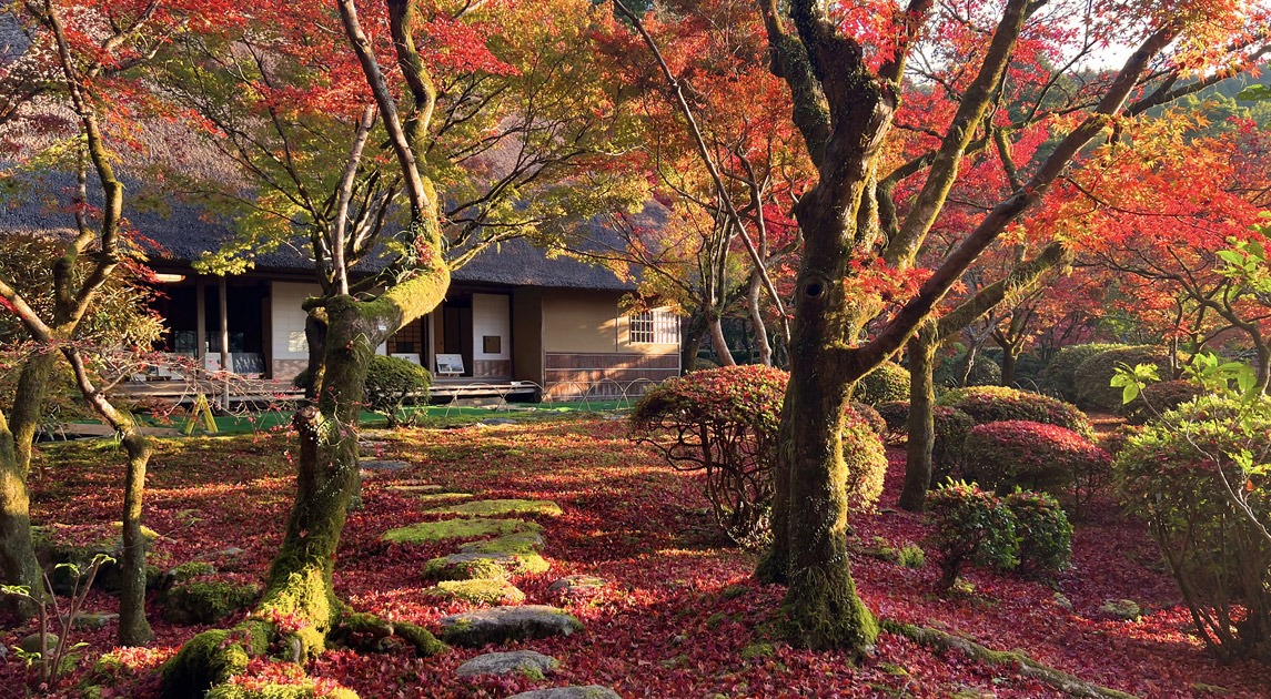 写真：紅葉している九年庵の庭の風景