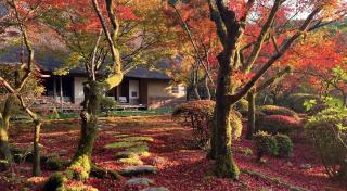 写真：紅葉している九年庵の庭の風景