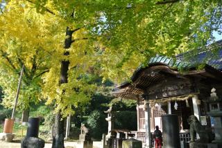 写真：綾部神社の境内の様子。大きなイチョウの木が黄色く色づき始めている