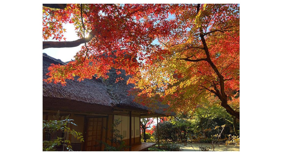 写真：紅葉している九年庵の庭の風景