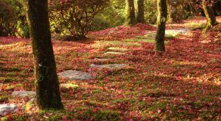 写真：紅葉している九年庵の庭の風景