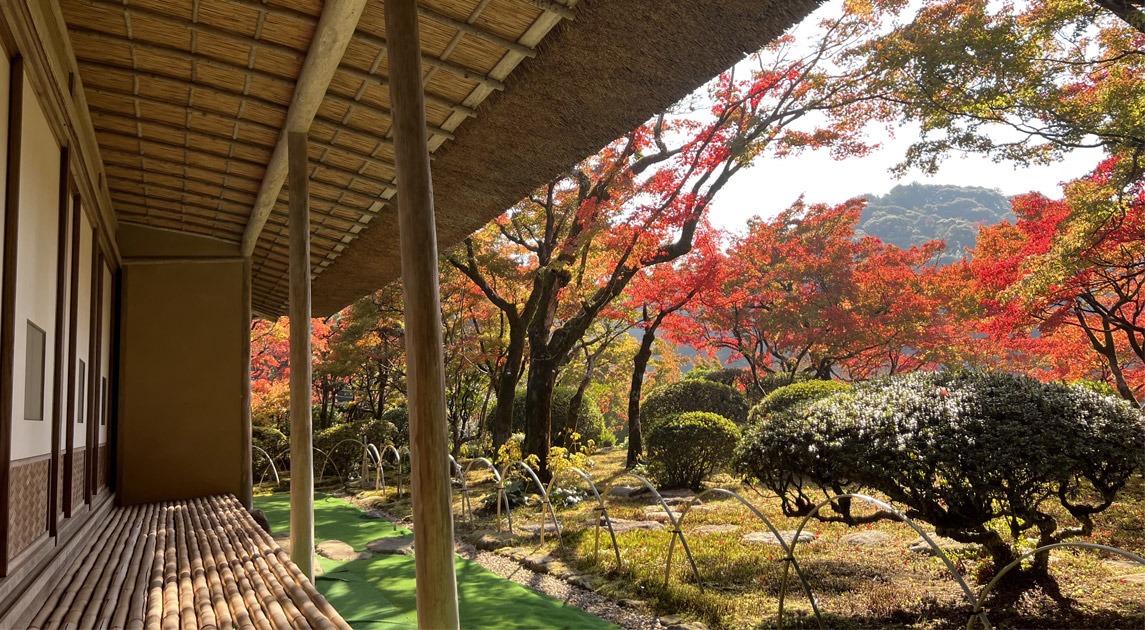 写真：紅葉している九年庵の庭の風景