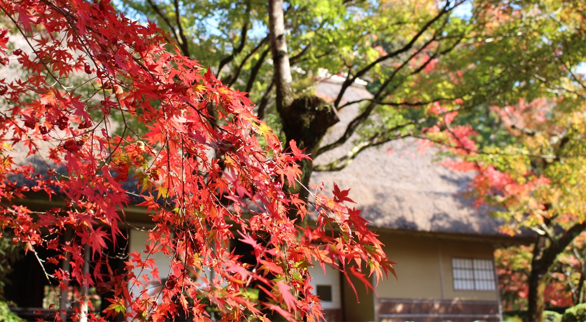 写真：紅葉している九年庵の庭の風景