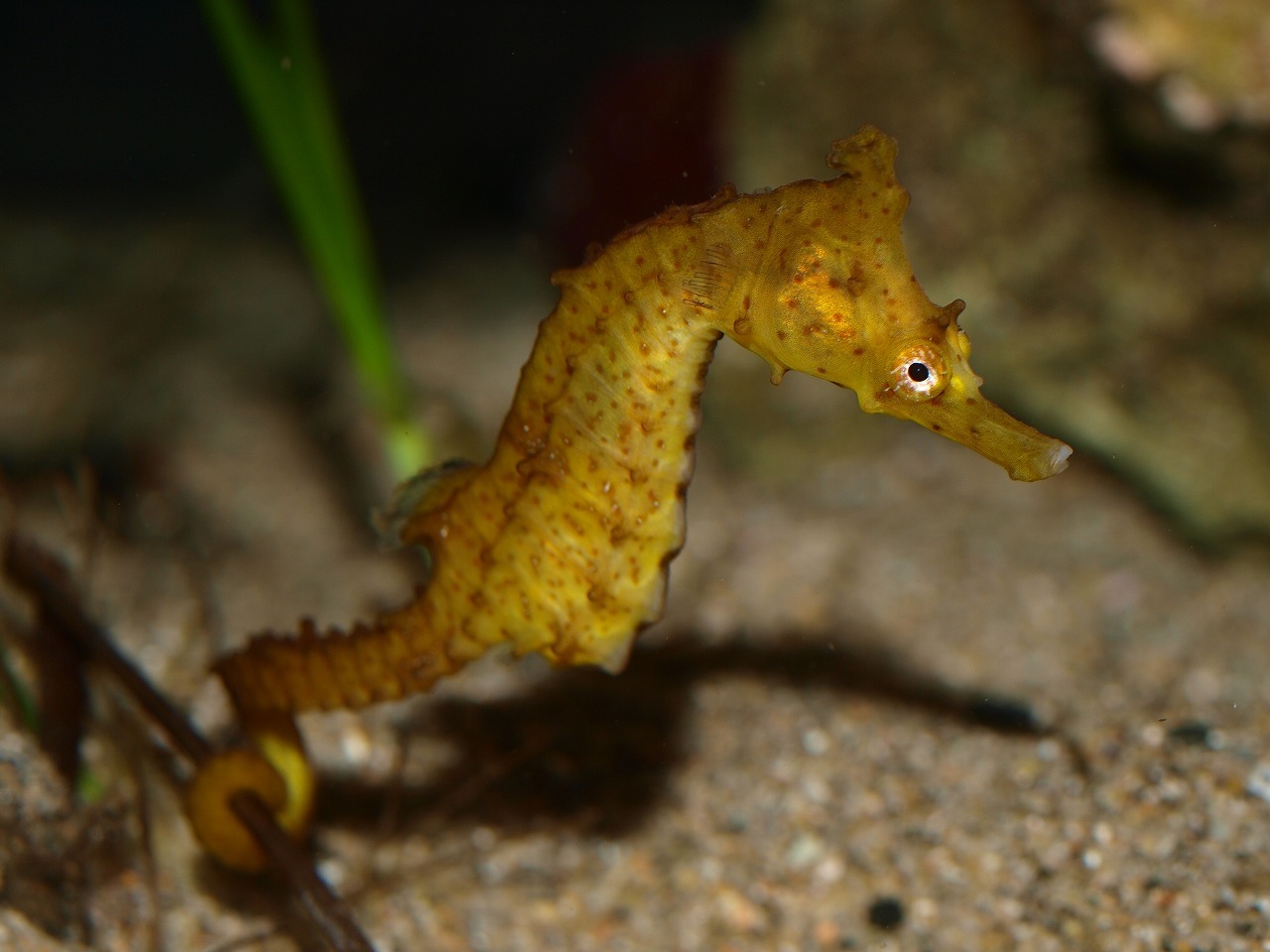 写真：水の中を泳ぐタツノオトシゴ