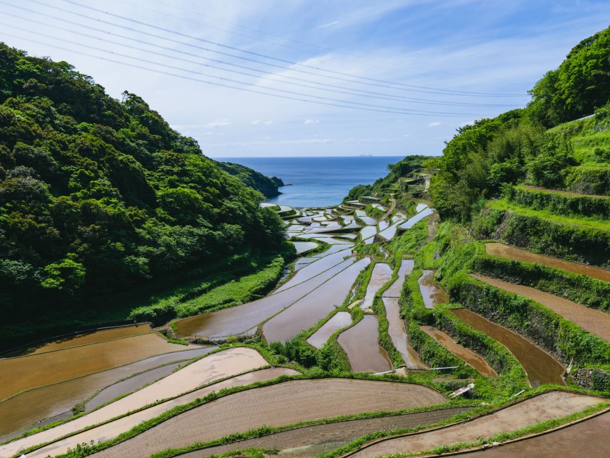 浜野浦の棚田の画像