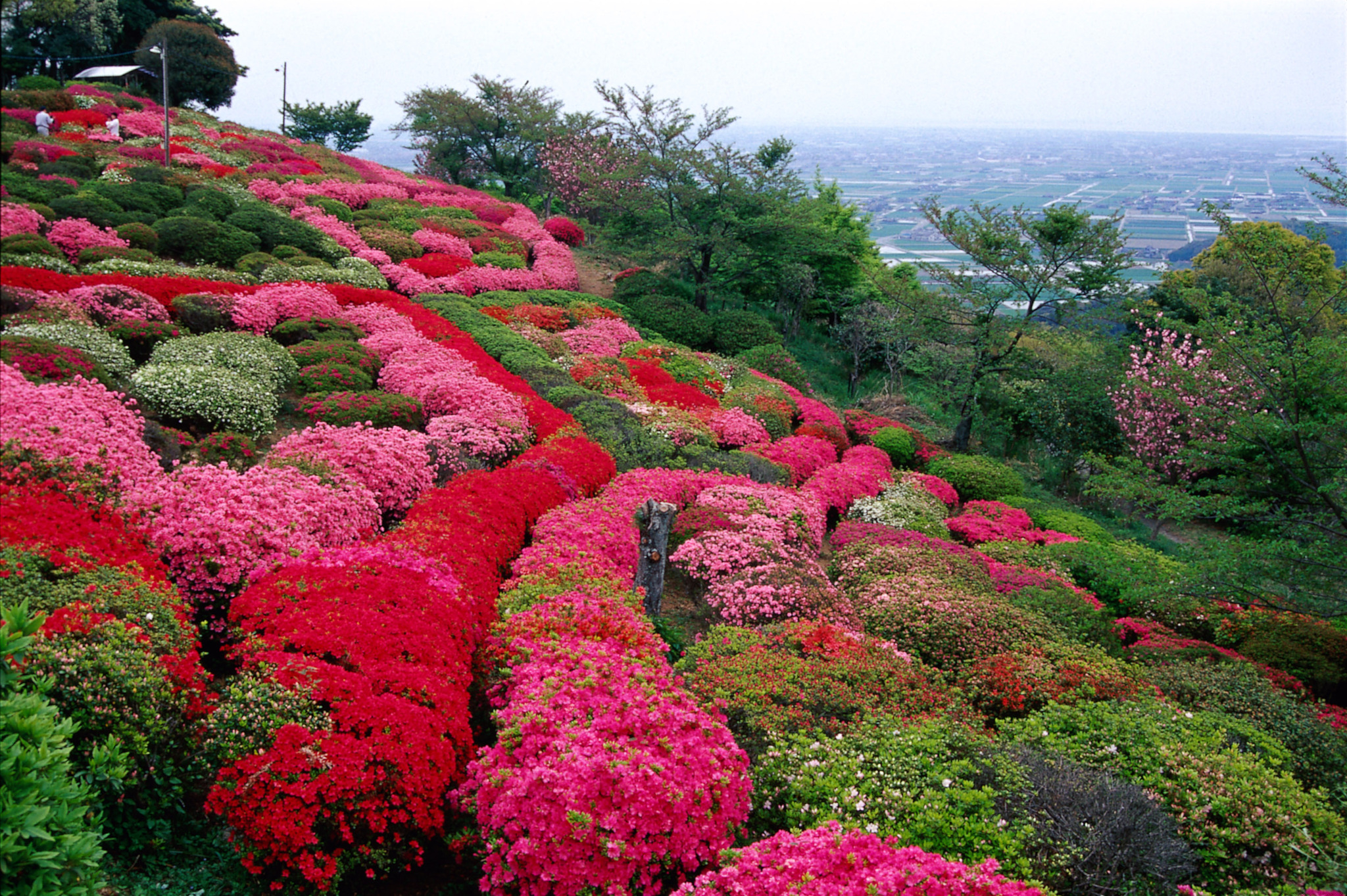 画像:歌垣公園のツツジの写真