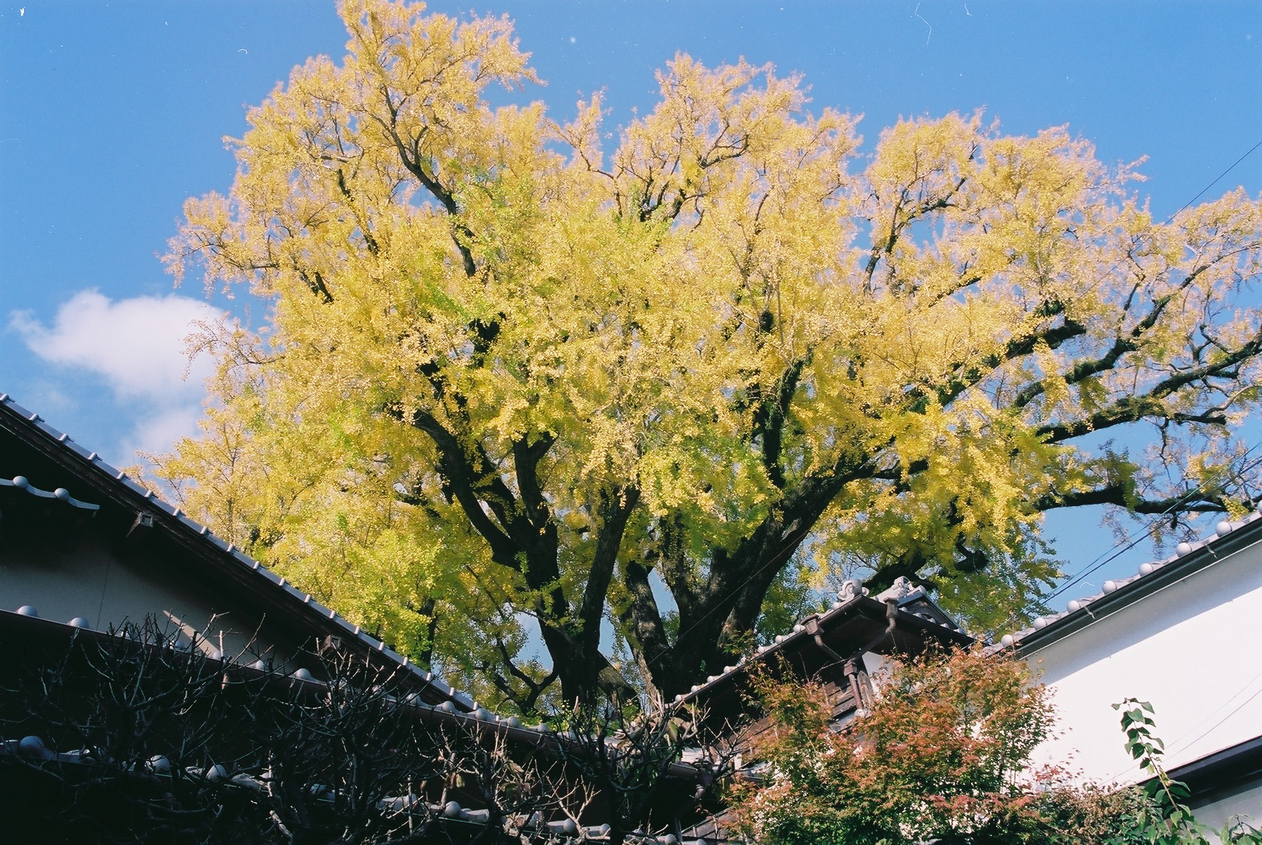 画像:大公孫樹の写真