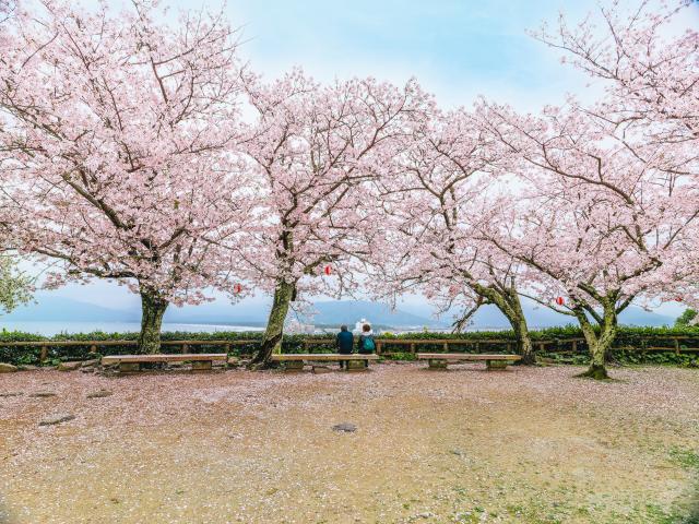 写真：唐津城（桜）