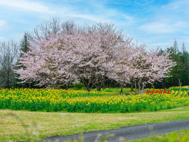 写真：有田ポーセリンパーク（桜）