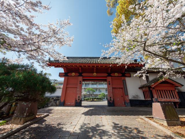 写真：旭ヶ岡公園(桜)