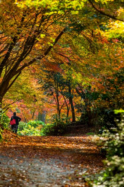 画像:環境芸術の森の写真