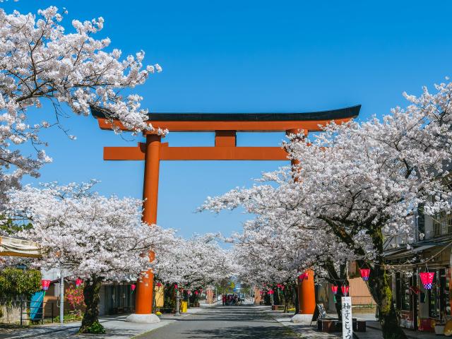 写真：祐徳稲荷神社参道(桜)