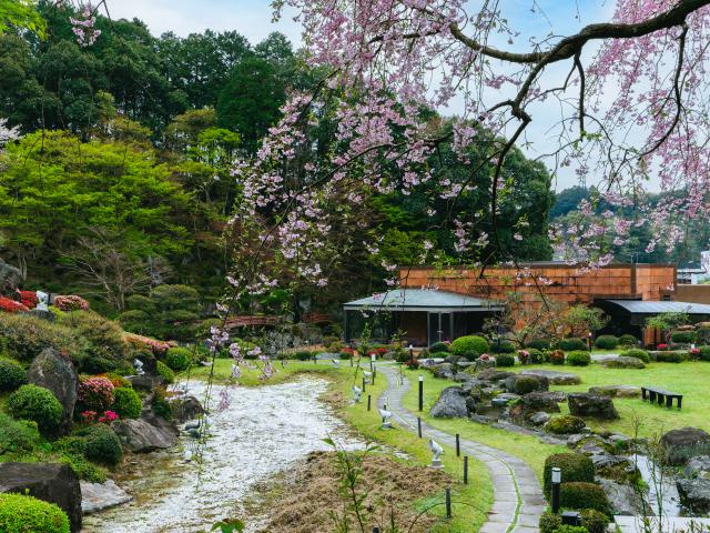 写真：慧洲園（桜）