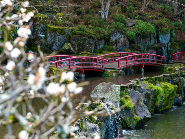 写真：慧洲園の梅