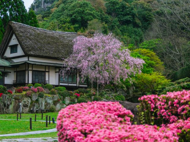 写真：慧洲園（桜）