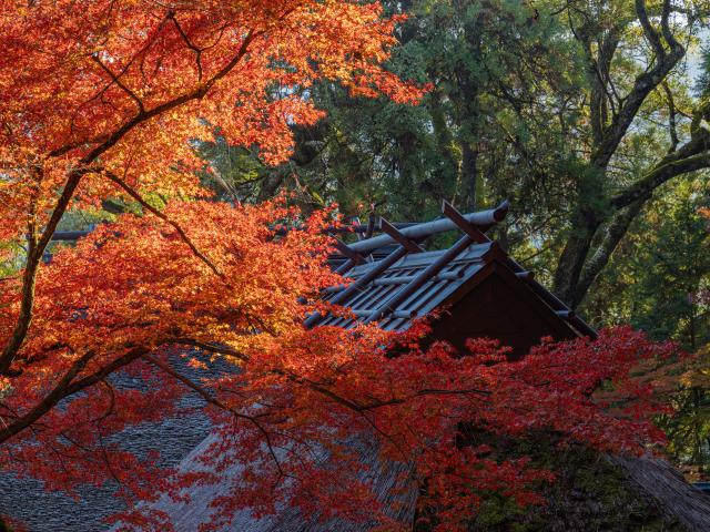 写真：大興善寺