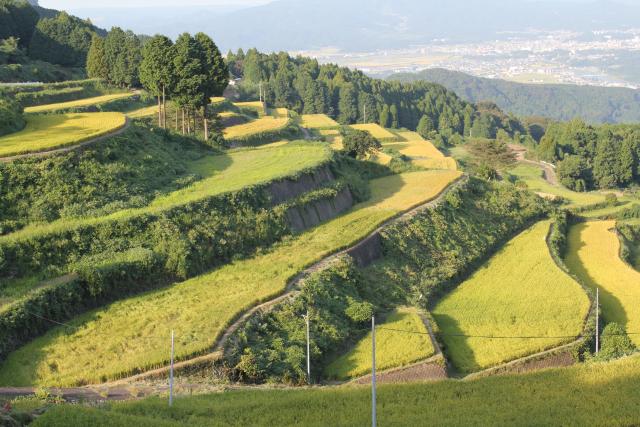 画像:岳の棚田の写真