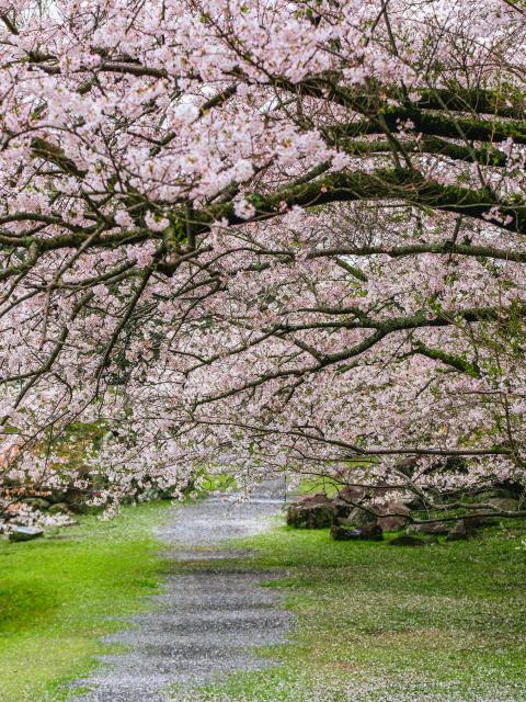 写真：名護屋城跡（桜）