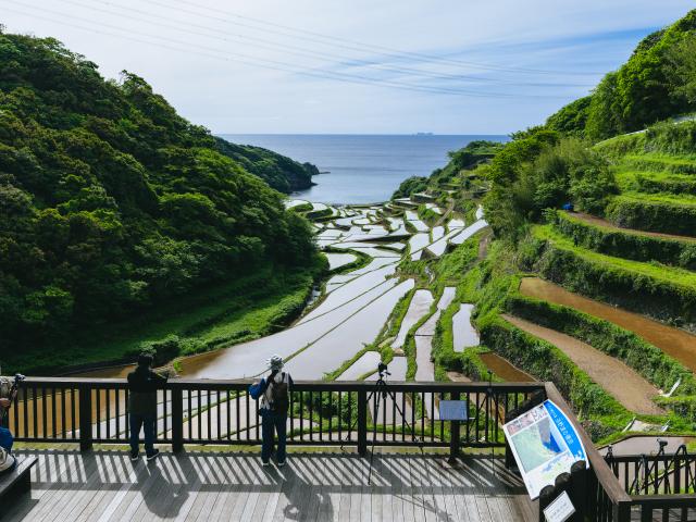 写真：浜野浦の棚田