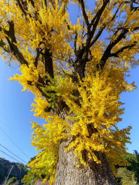 写真：有田の大公孫樹