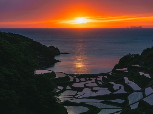 写真：浜野浦の棚田