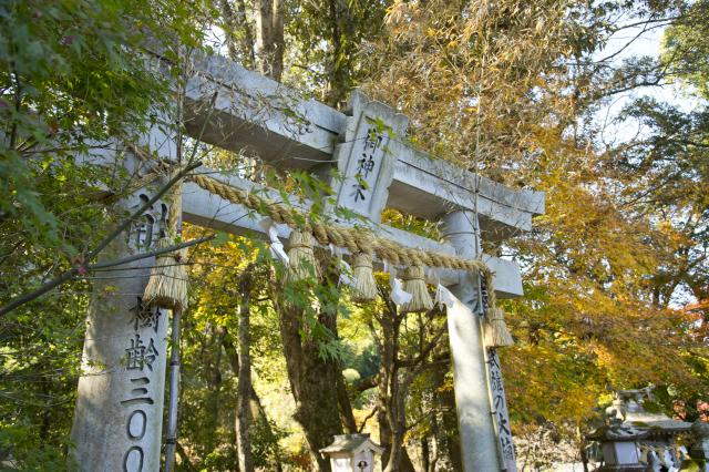 画像:武雄神社・武雄の大楠の写真