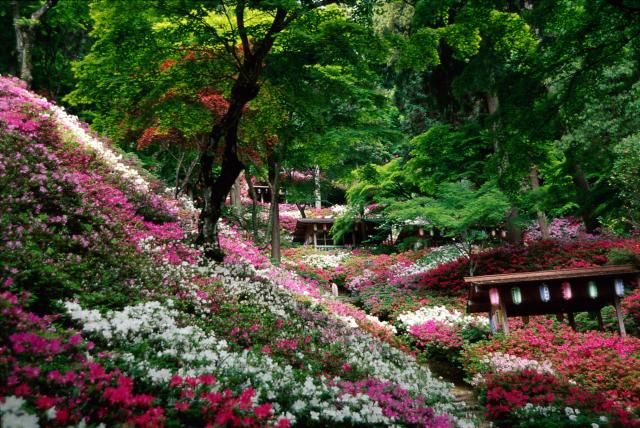 画像:大興善寺のツツジの写真