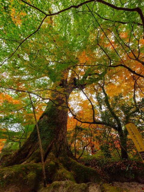 写真：仁比山神社