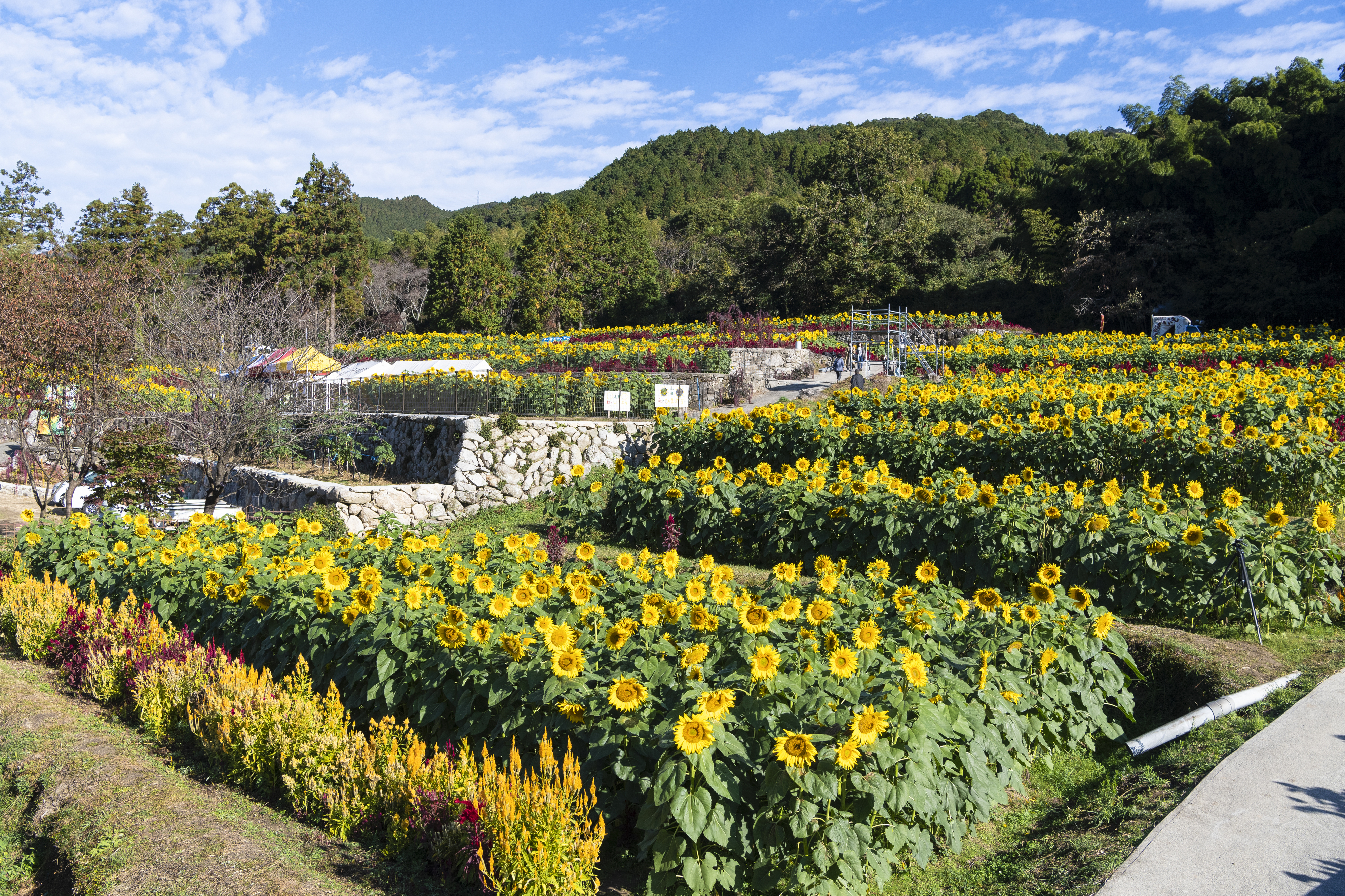 画像:山田ひまわり園の写真