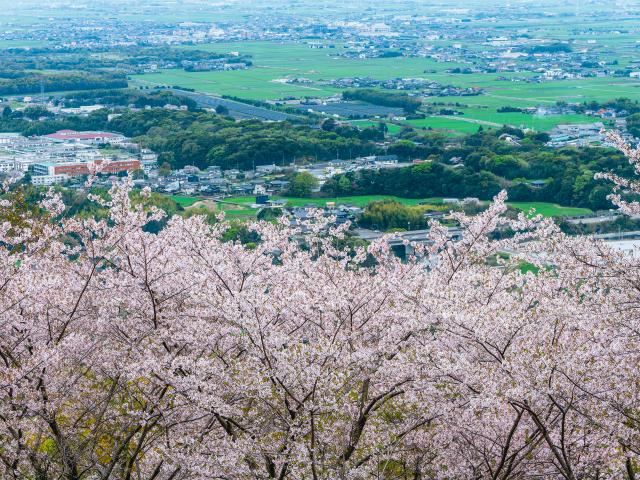 写真：村制施行100周年記念塔の桜（千本桜）