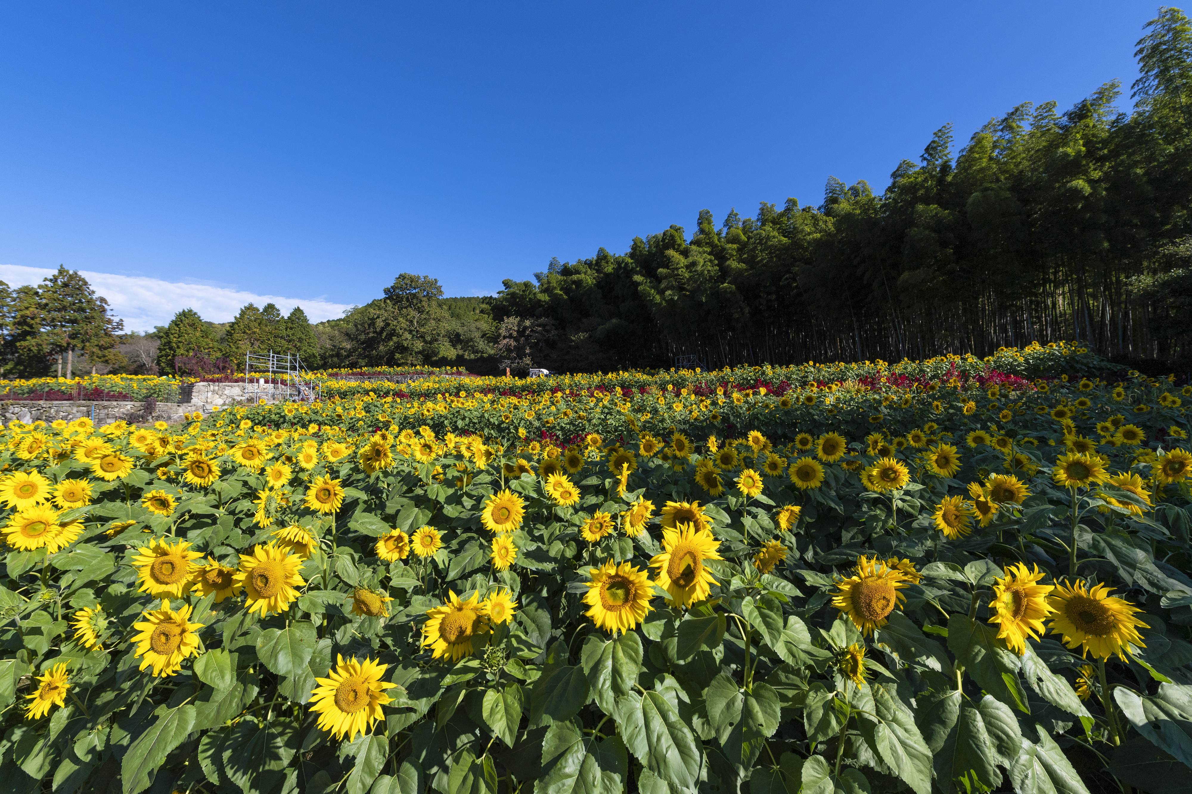 画像:山田ひまわり園の写真