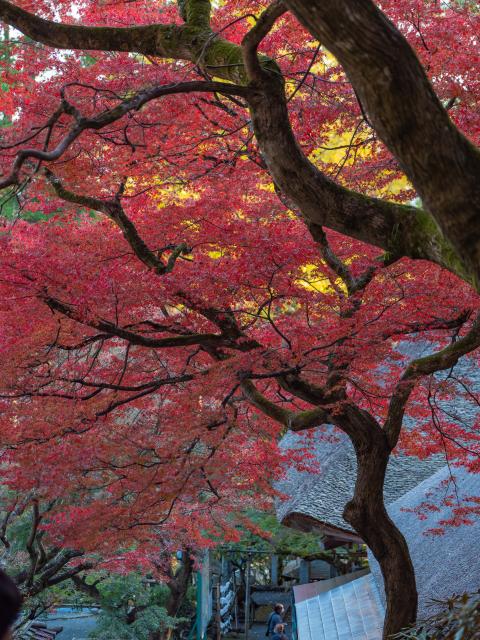 写真：大興善寺