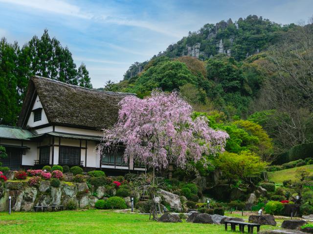 写真：慧洲園（桜）