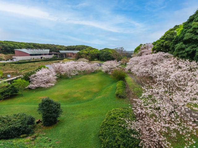 写真：名護屋城跡（桜）