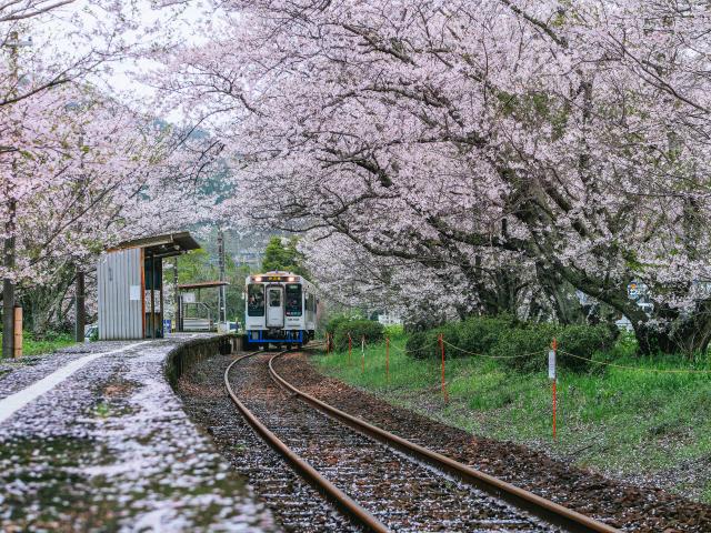 写真：浦ノ崎駅　桜のトンネル