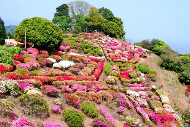 画像:歌垣公園のつつじの写真