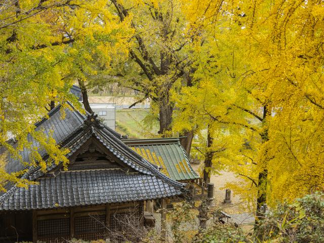 写真：綾部八幡神社