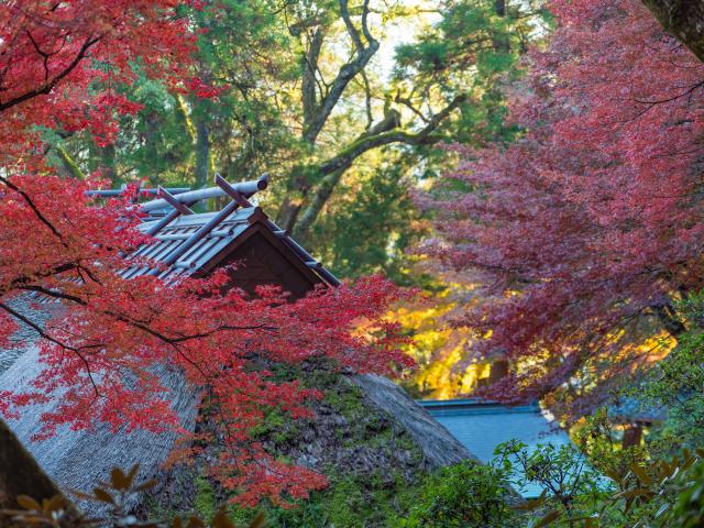 写真：大興善寺