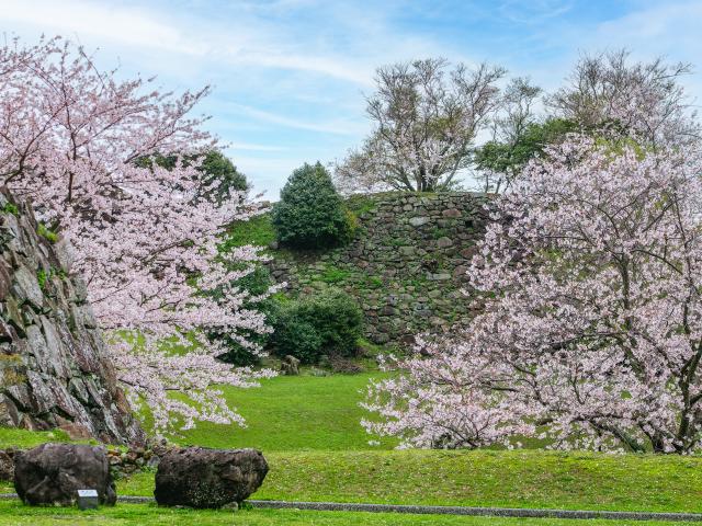 写真：名護屋城跡（桜）