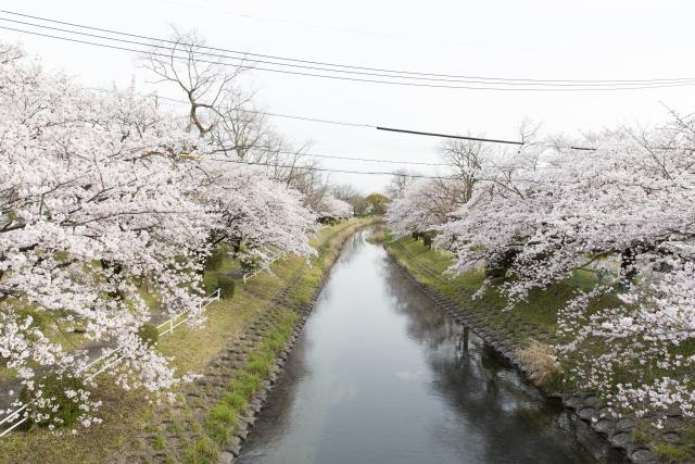 画像:多布施川桜道の写真