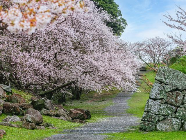 写真：名護屋城跡（桜）