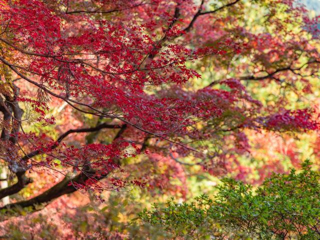 写真：大興善寺