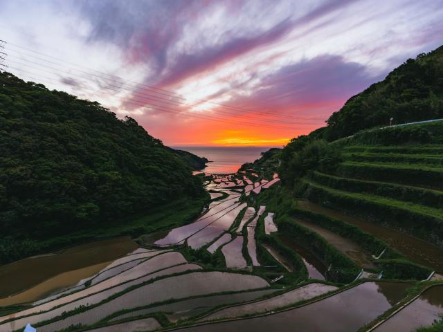 写真：浜野浦の棚田