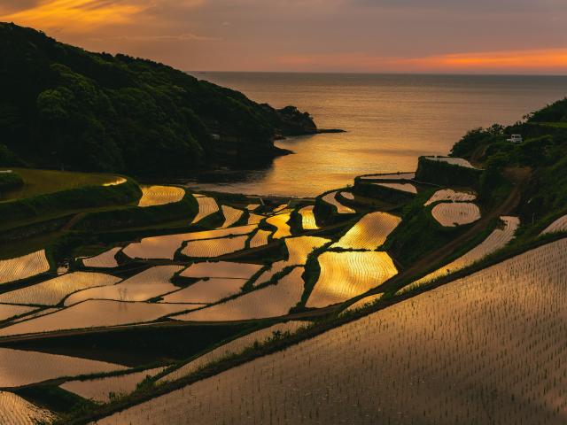 写真：浜野浦の棚田