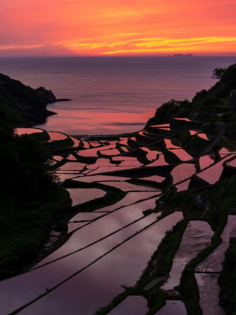 写真：浜野浦の棚田