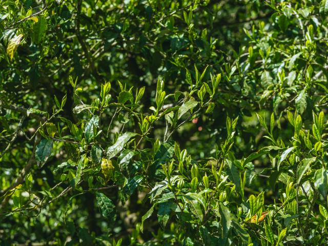 写真：茶畑・大茶樹