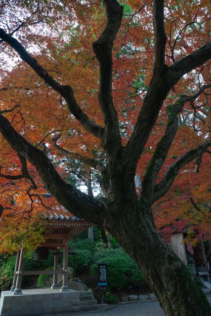 写真：大興善寺