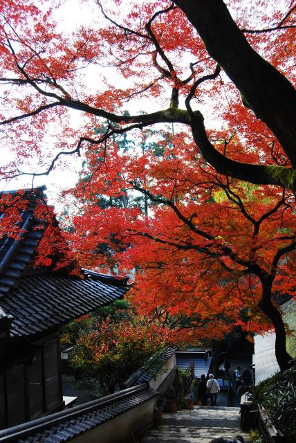 画像:大興善寺の紅葉の写真