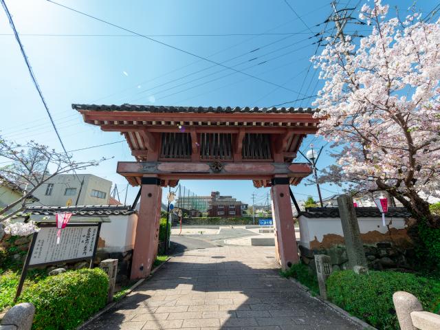 写真：旭ヶ岡公園(桜)